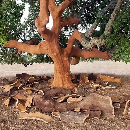 Apartamento La Pecora Al Mare *